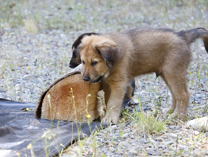 chinook dog